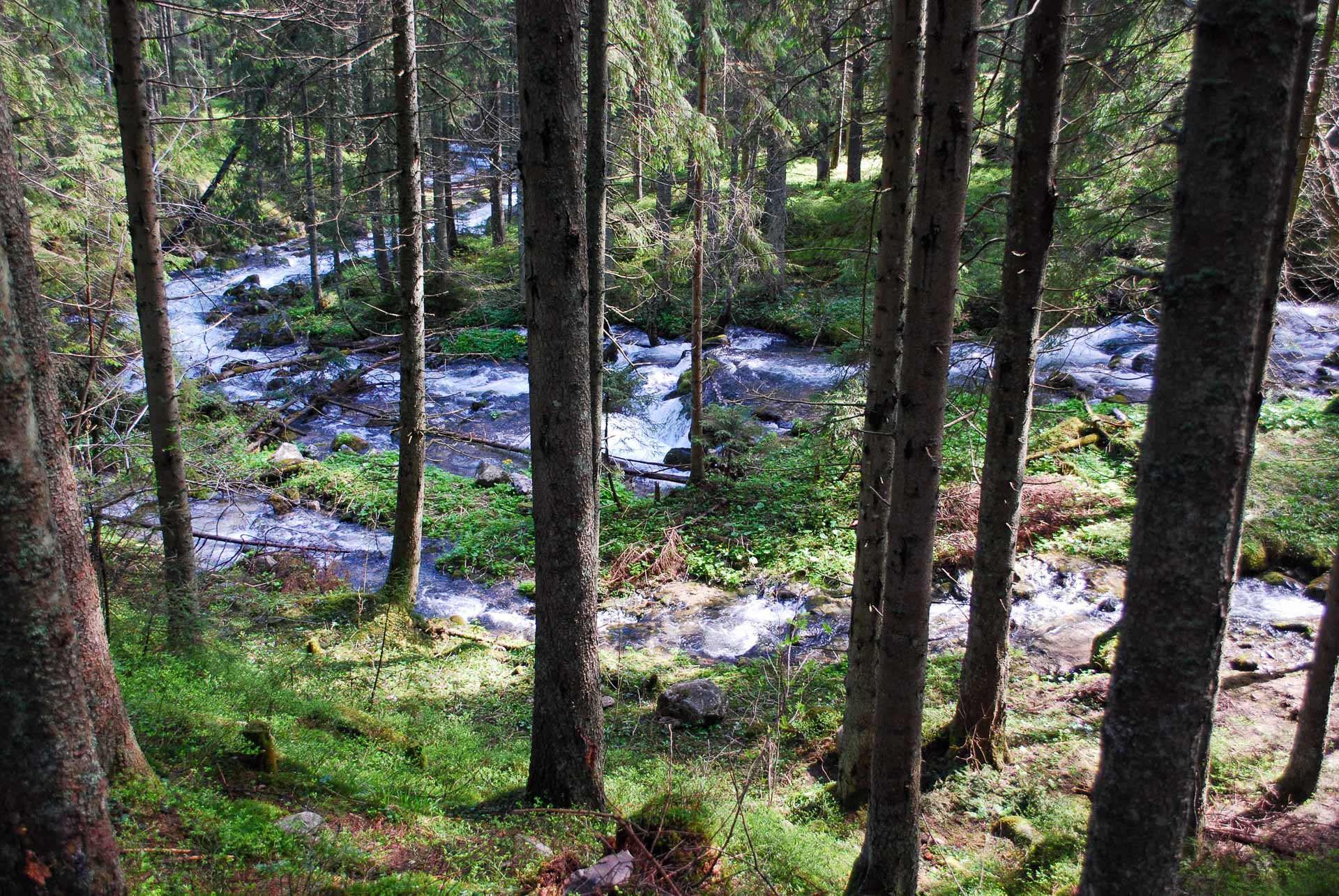 Potok Olczyski spływający wśród drzew dnem Doliny Olczyskiej